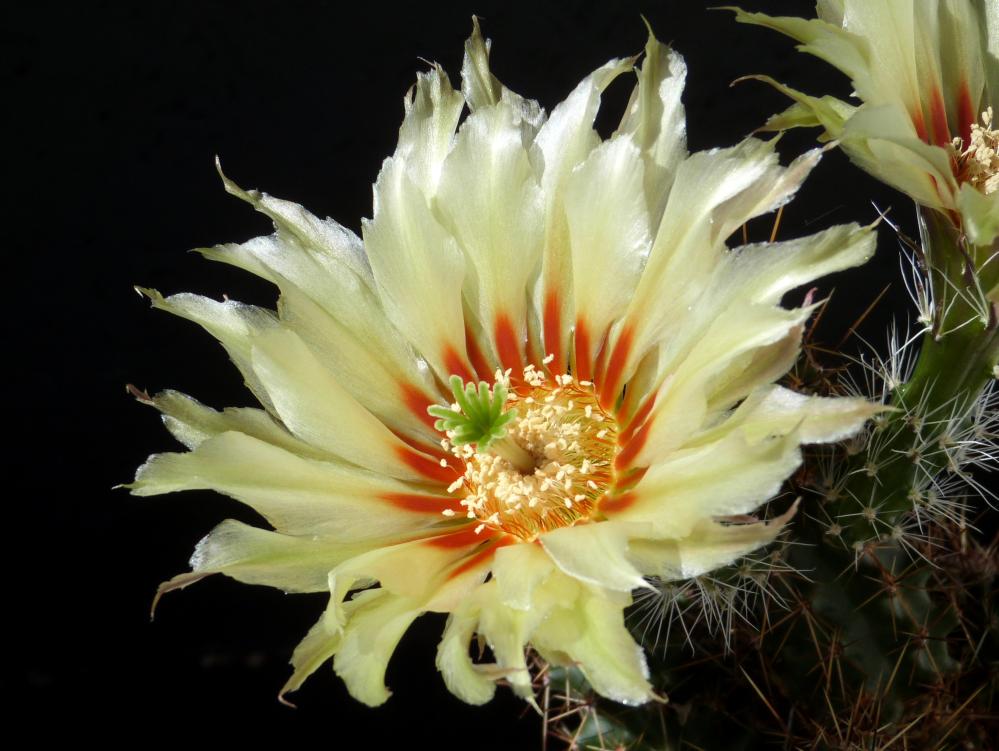 Echinocereus